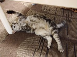 かおる